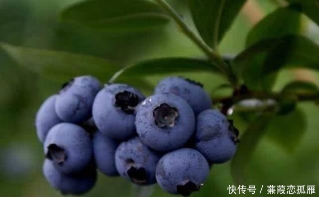 饭子|农村这野果有个外号叫“野蓝莓”,人们都爱吃,但却不知其功效!