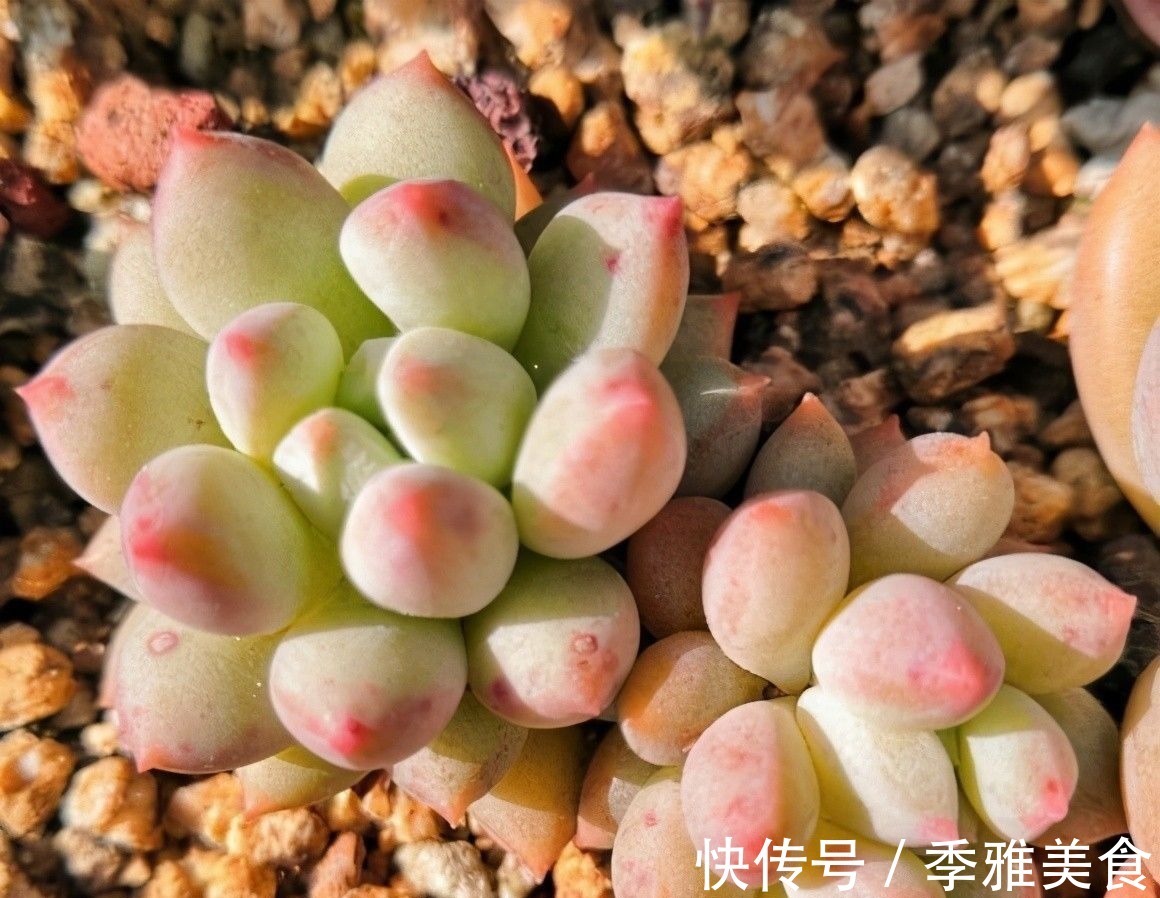 花友|多肉之所以养不好,全在“水”上,“不会”浇水,直接烂根