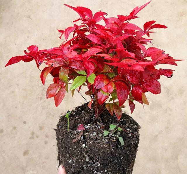 南天竹养护简单还能做成盆景,既能赏花还能结果,注意这几点就行