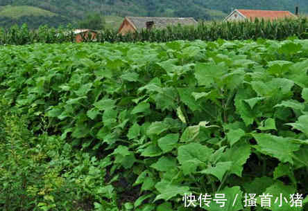 膳食纤维|1种长在地里的“水果”是高血压、糖尿病克星，常吃让健康棒棒的