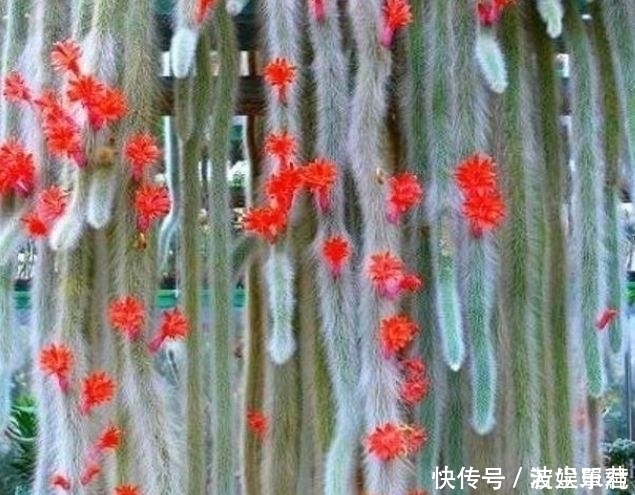 10款能吊起来养的多肉,一个比一个美,还不占地方