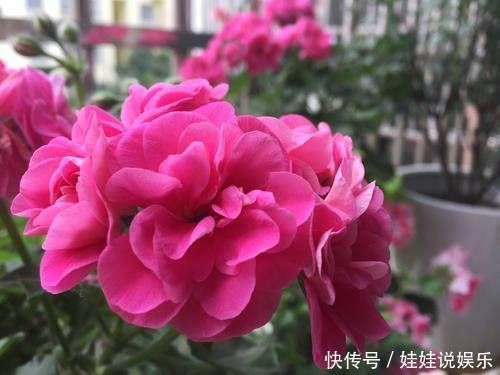 1种花,开花漂亮,花期长花量大,连叶子都有香味,值得拥有