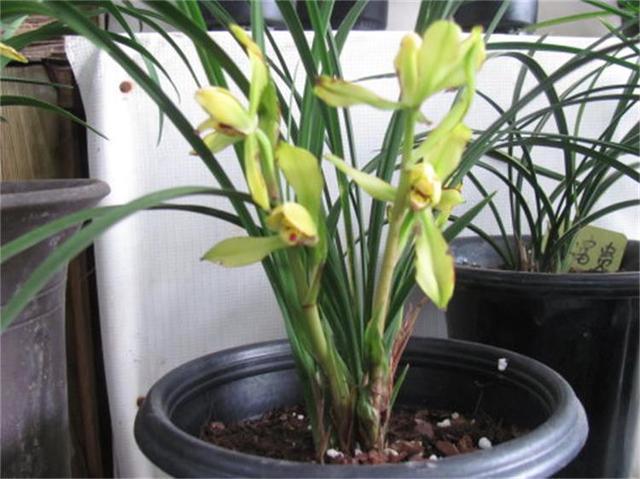 养兰花,3个''窍门''别放过,省时省力,植株还容易旺