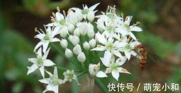 去买菜时遇到这种韭菜，你可不要买，菜摊老板自己都不吃！