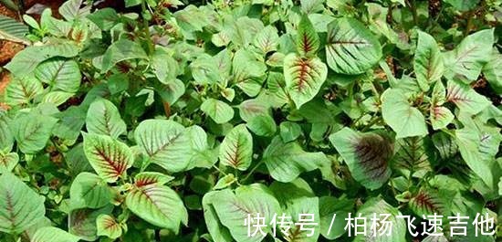 补铁|夏天才有，包成饺子，又鲜又香，补铁又补钙，很多人没吃过！