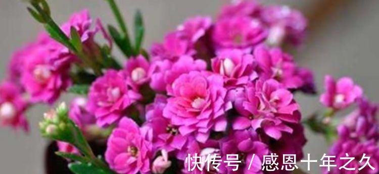 3种花是花中大美女,沾土就活,7天生根,秋季就开花,开满阳台!