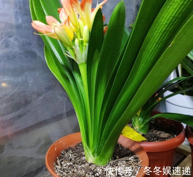 “一等养花肥”从不需花钱买，亲自动手制作，效果好还不烧苗