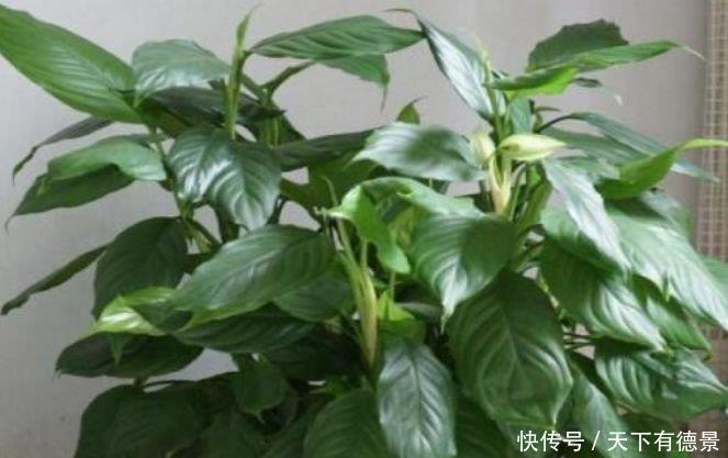 养护|最适合春天养护的三种花，比牡丹好看，比吊兰好养