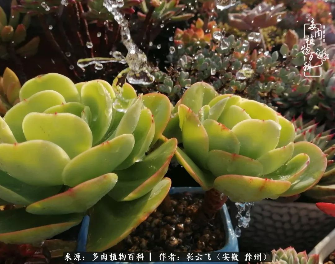 浇水后的多肉,照片秒变“照骗”!却被“骗”得很开心!