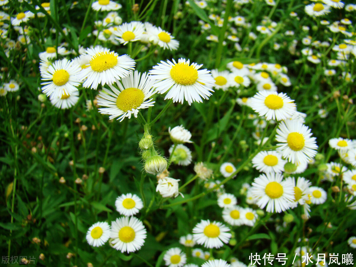 懂得|把自己活成一朵残荷,不为懂得,只为慈悲