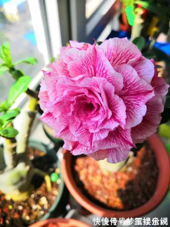 沙漠玫瑰|家里养6种花,把水浇得勤快了,容易烂根、黄叶,需要当心