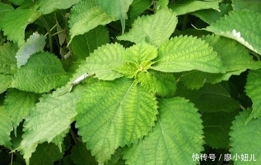 乡下这些植物，祛风止咳，治肝炎、胆囊炎和骨质疏松，你认识几种