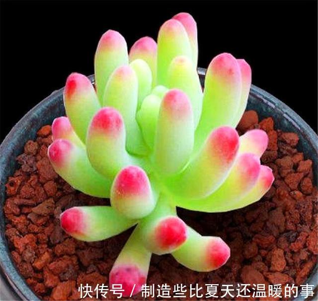 多肉乙女心养护新方法,化整为零,养成果冻色大老桩