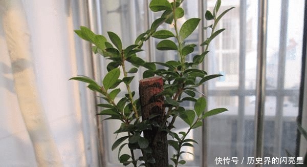 有钱人家里必养的3种树家有招财树,想不发财都难了!