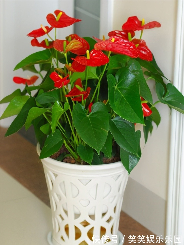 红掌|室内养盆“四季花”，花量巨大，一年365天，每天开花