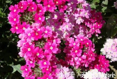 养护|新手养护花卉，就养沾土既活，见光就“旺”的花卉，花开爆盆！