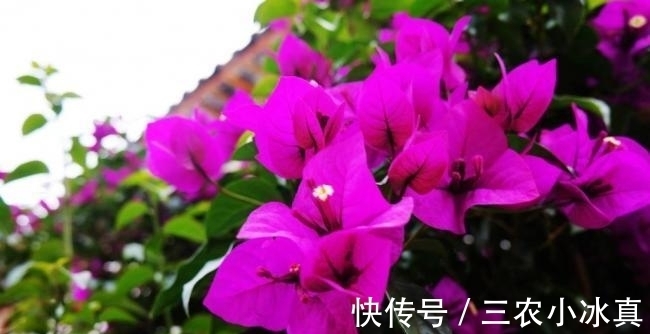 花期|三角梅养了两年不开花了, 是怎么回事