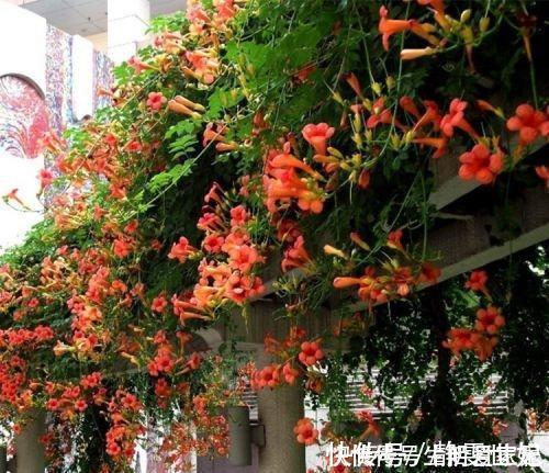 盆花|养10盆花不如种棵“树”一年花开170天,黑,吉,辽,冻不死
