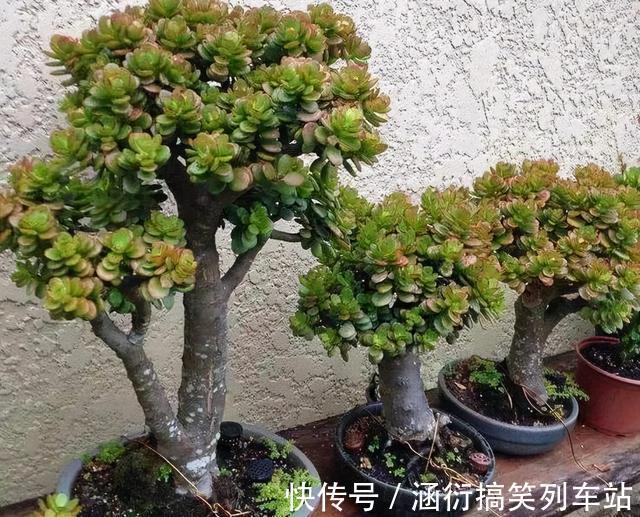 玉树|天气冷,六种花要“干养”,少水多晒才健壮,养成老桩更旺家