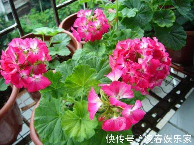 植株|这3种花,夏天不能“瞎浇水”,伤了根救不回来