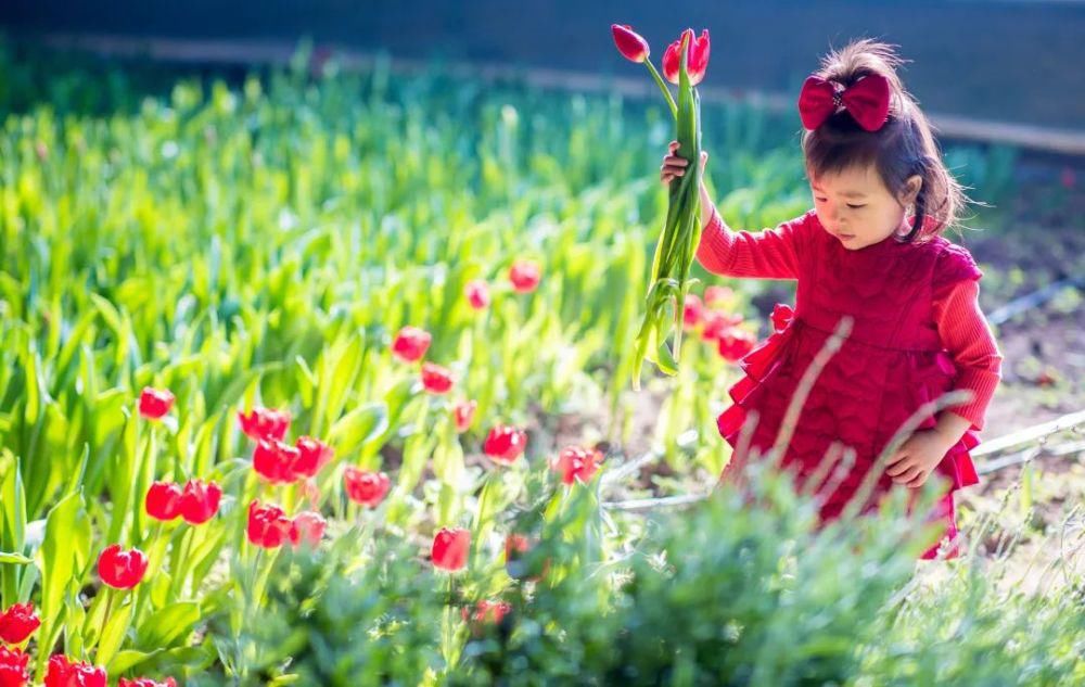 呼和浩特：花香迎新春