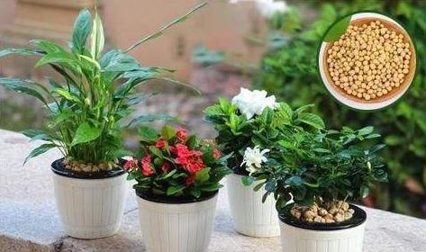 鸡蛋壳，橘子皮都不如“几粒它”！养花埋土里，不施肥都旺盛！