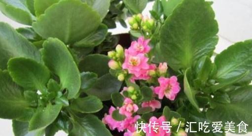 养长寿花,必备4个小技巧,叶片翠绿,花朵又多又大