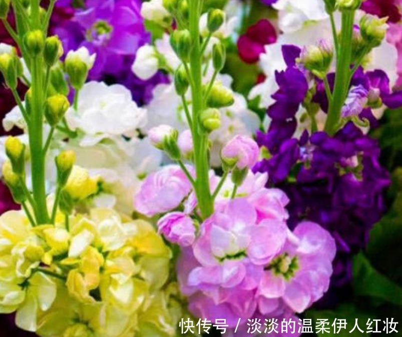 球根海棠|3种花好养又漂亮，比牡丹美，比绿萝好养，一开就是200天！