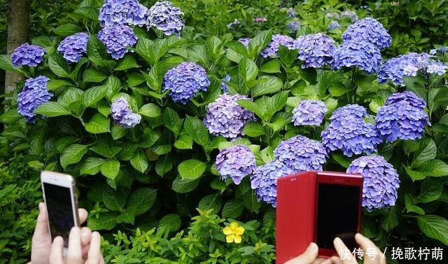 养花上瘾的人都有这六个症状,我就中了其中三个,你呢!