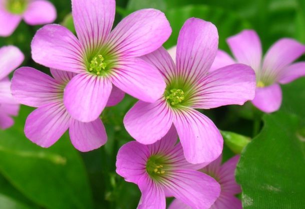 此几款花卉，烂漫迷人，枝繁叶茂，花开满盆暴成花海