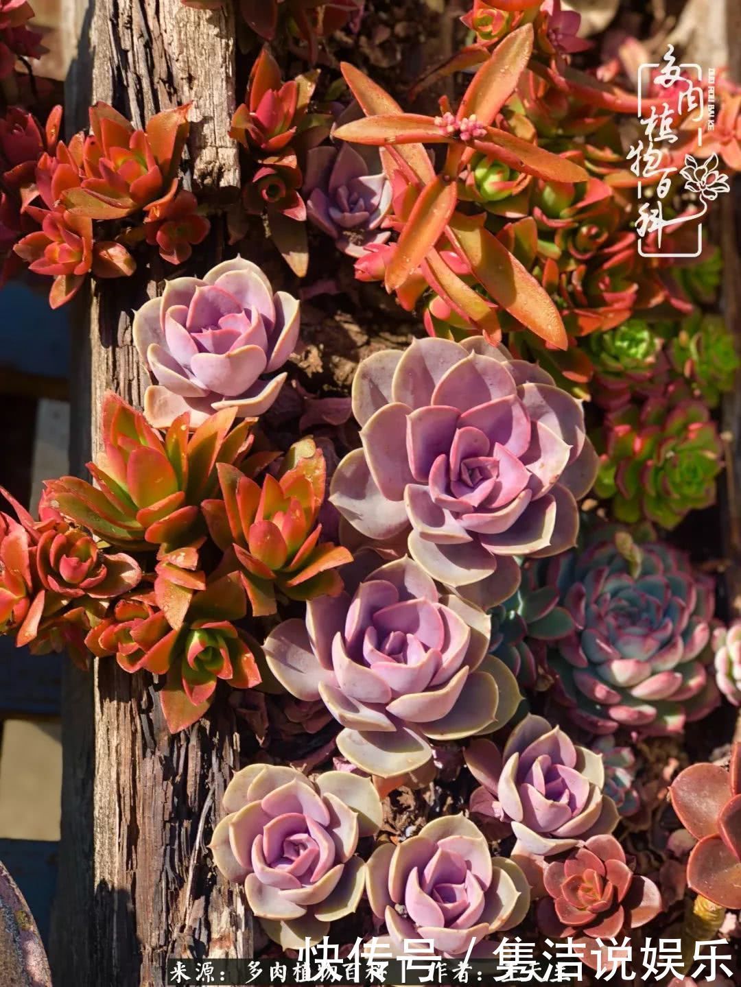 多肉遇上枯木木花盆,姑娘自己造!