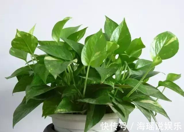 爆盆|都说绿萝好养,我家的总是长不好,绿萝这样养,一个月就爆盆!