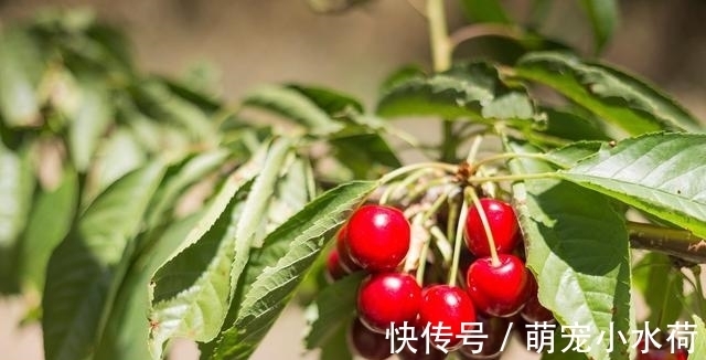 白糖|有一种水果，被誉为“心脏的阿司匹林”，现在正当季，别错过！