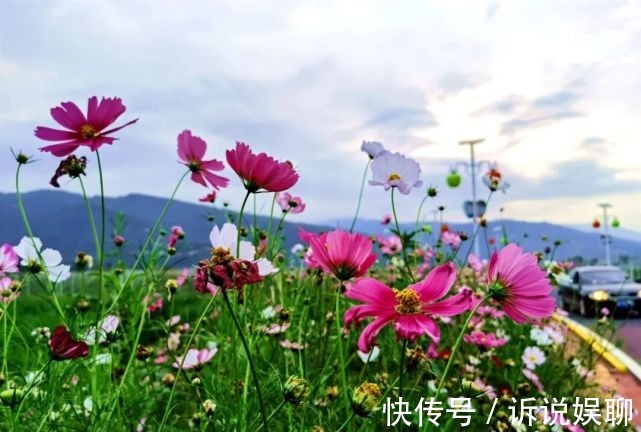 格桑花|嶲州陌上格桑花开，君可静静赏矣。