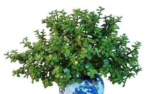 金枝玉叶,别养错了,30天剪一次,精雕细琢,养成盆景才漂亮!