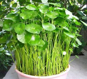 新手|家家户户都能养得6种“耐热花”,天气越热越开花,新手也能养好