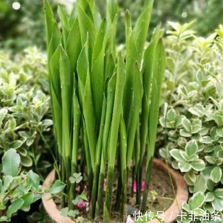 4种“耐阴花”,放客厅阳台都可以养,枝叶繁茂花色艳丽