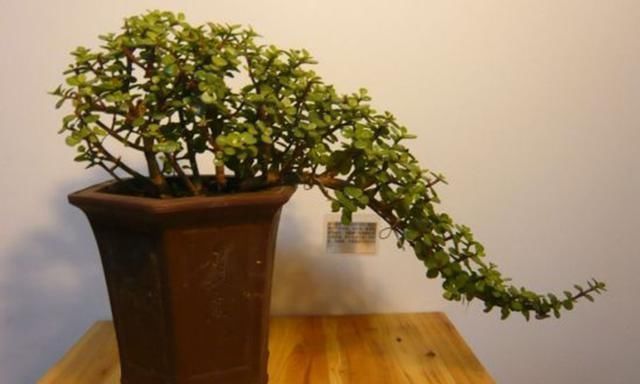 塑型|养一盆金枝玉叶,一剪一扎,轻轻松松,变成值钱的“盆景”