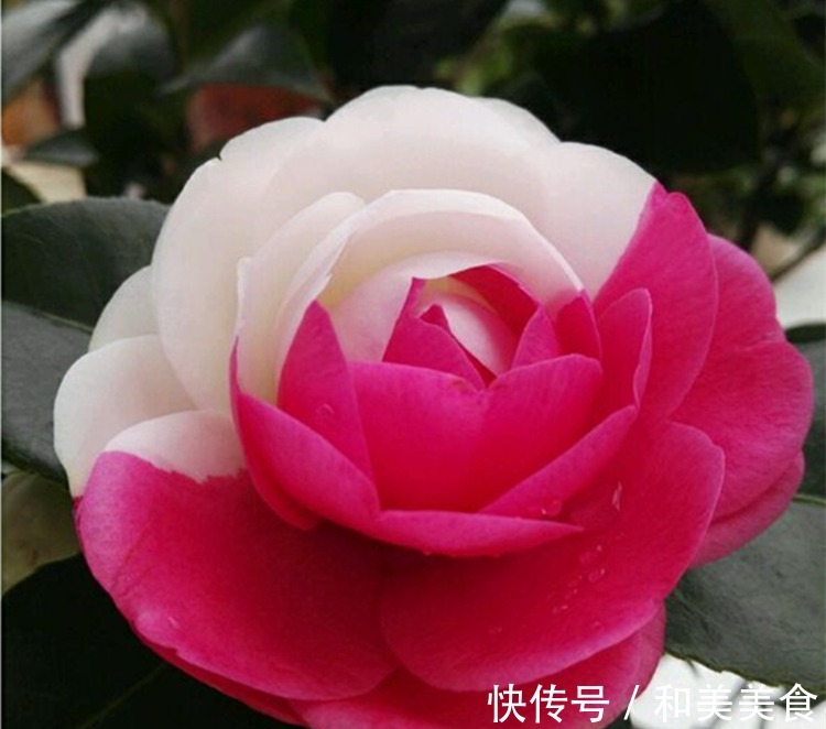 土壤|错用这几种土种茶花,难怪茶花老长不好,黄叶不开花!