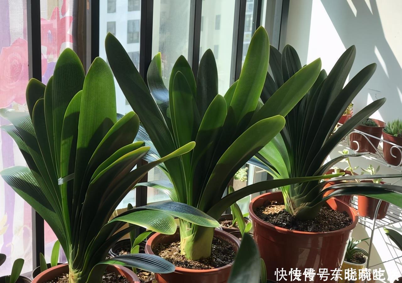 王大爷|君子兰养5年,“娇滴滴”的不开花,一冻一晒一点肥,挤满大红花