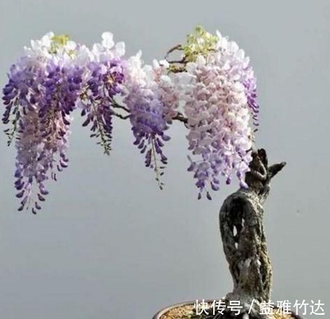 这种养不死的野草盆景,美到让人移不开眼,你确定不种一盆