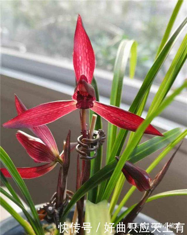 此兰花,拥有“顶级”花色,也有扑鼻的香味,被誉为红素二姐妹