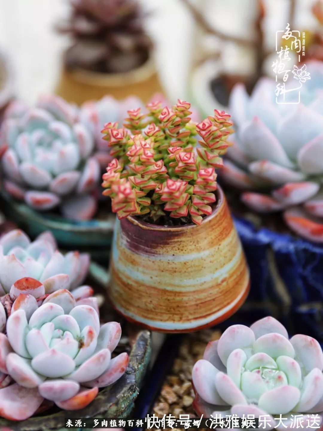 橙梦露|笼子里露养的多肉,越养越美!有多肉的日子伴着小确幸!