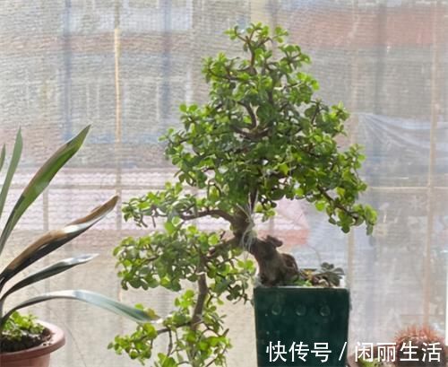 养金枝玉叶,年年都要剪,养成盆景价更高,越老越值钱