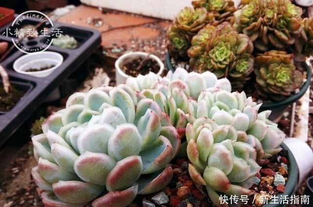 多肉植物枯叶一般是3个原因,第1个清理有惊喜,另外要注意3点!