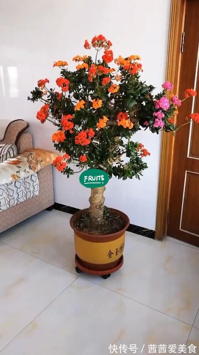 盆栽|客厅有树,十有九富!6种“富贵树”,贵气好养,旺家又吉利