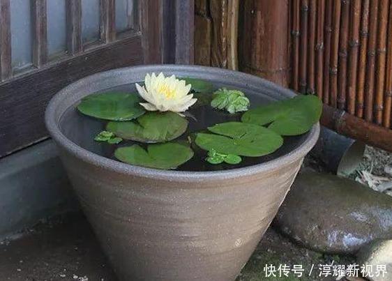 昙花|天热阳台该种植什么花15种''抗晒''植物，盆栽赏花不犯愁