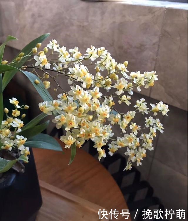 仙气飘飘的4种花,过年养一盆,颜值超高人见人爱!