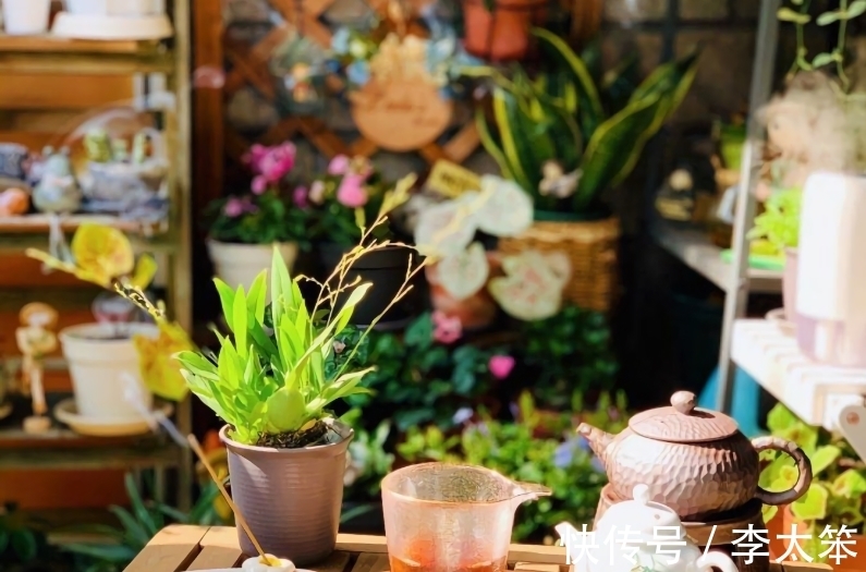 5种“过期药”别扔,磨成粉养花,代替生根粉营养液,杀菌防病害