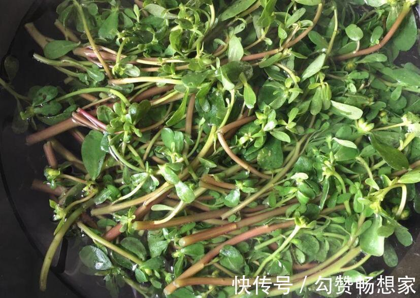 很好吃|春天了,5样“野菜”别错过,包成饺子,鲜嫩美味,很好吃